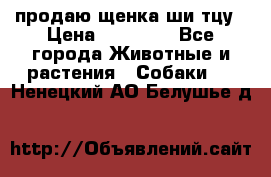 продаю щенка ши-тцу › Цена ­ 10 000 - Все города Животные и растения » Собаки   . Ненецкий АО,Белушье д.